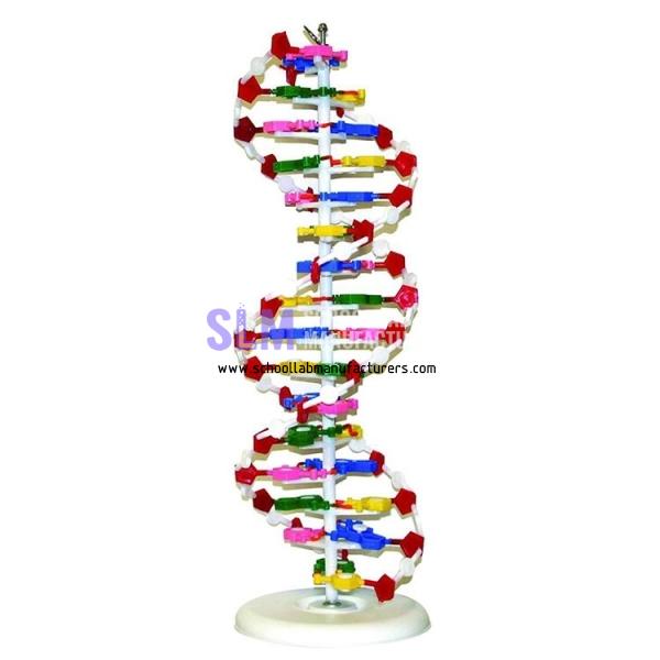 School Lab DNA Model