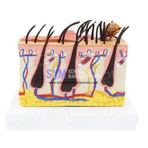 School Lab Dog Skin Diseased Model