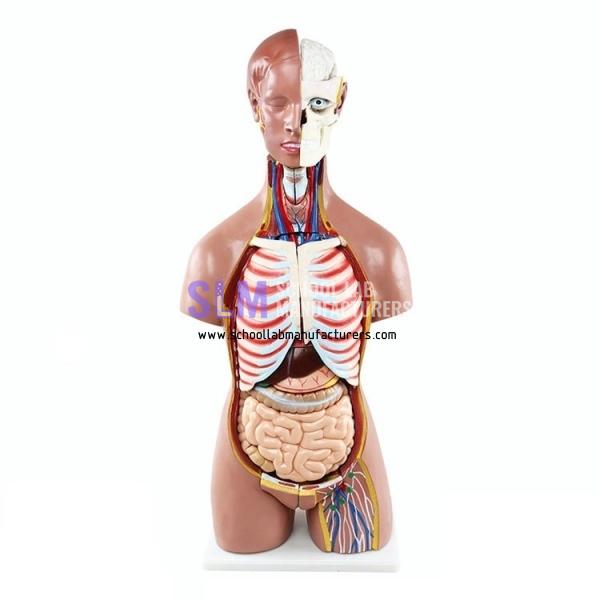 School Lab Dual Sex Human Torso Model