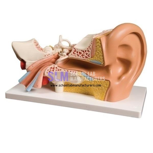School Laboratory Ear Model