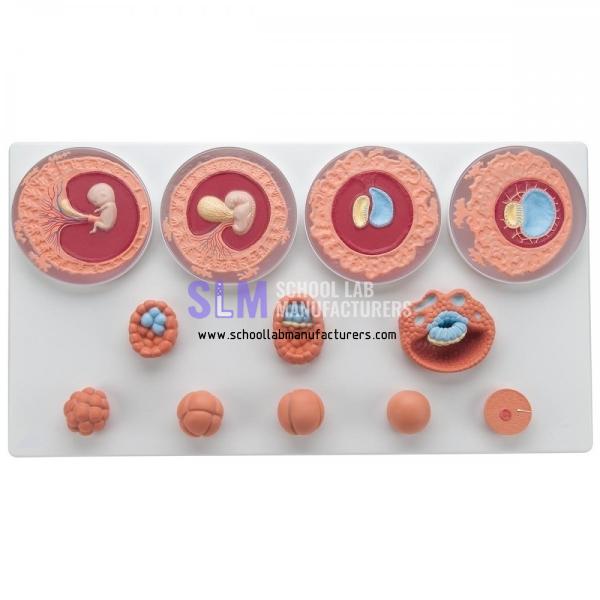 School Lab Early Embryo Development Model