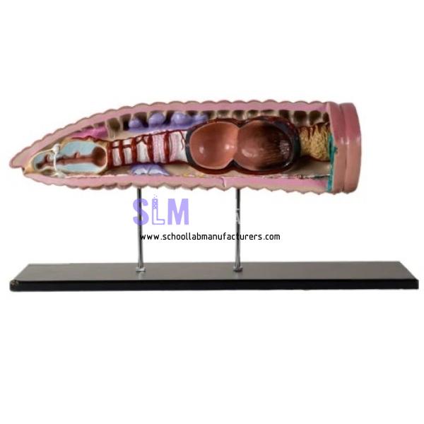 School Lab Earthworm Model