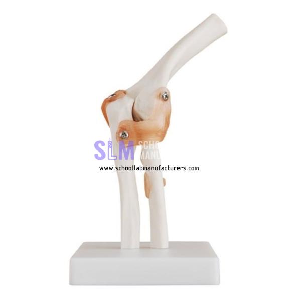 School Lab Elbow Joint Model