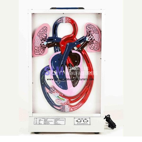 School Lab Electric Blood Circulation Model