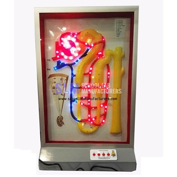 School Lab Electric Urinary Formation Model