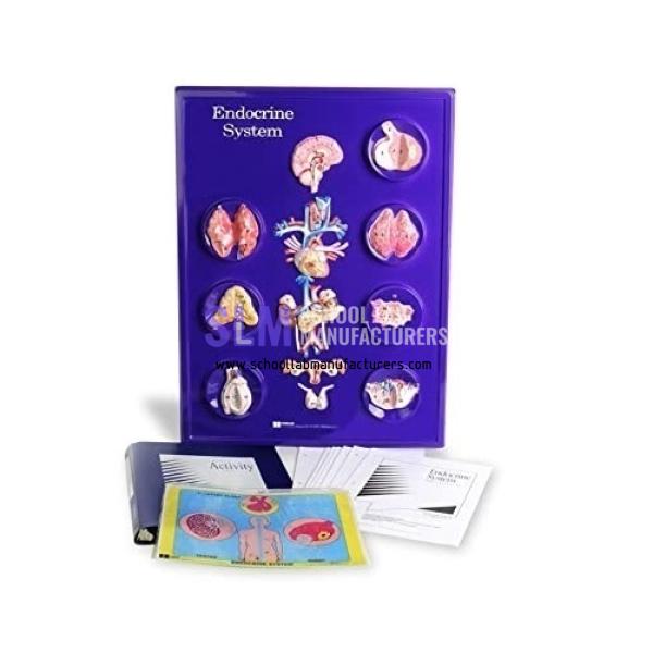 School Lab Endocrine System Model Activity Set