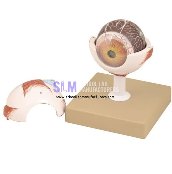 School Lab Eye 3 times full size Model