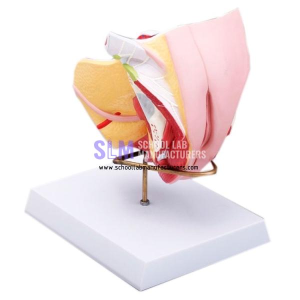 School Lab Female Genital Organ Model