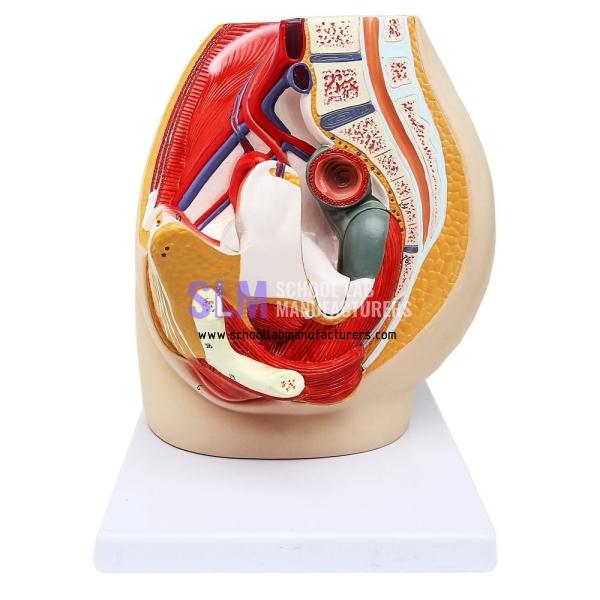 School Lab Female Pelvis Model