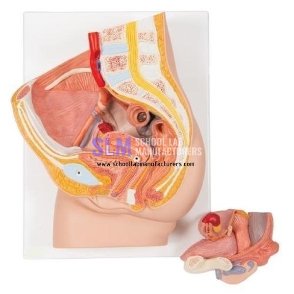 School Lab Female Pelvis Section Model