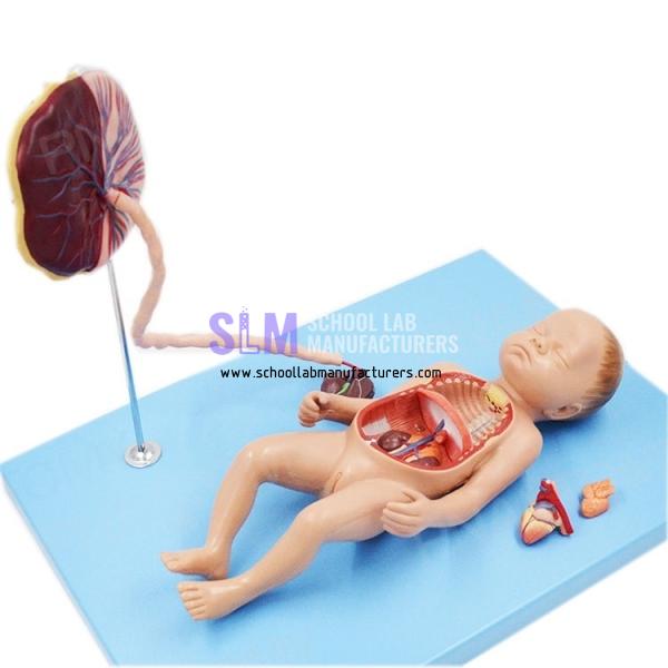 School Lab Fetal Blood Circulatory System Model