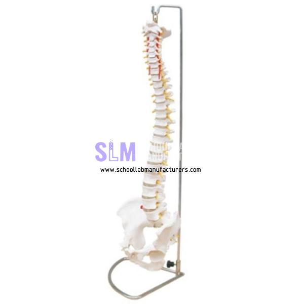 School Lab Flexible Spine Model