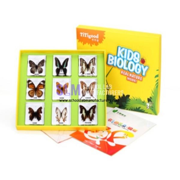 School Lab Flying Butterflies Specimen