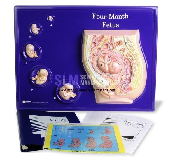 School Lab Four Month Foetus Model
