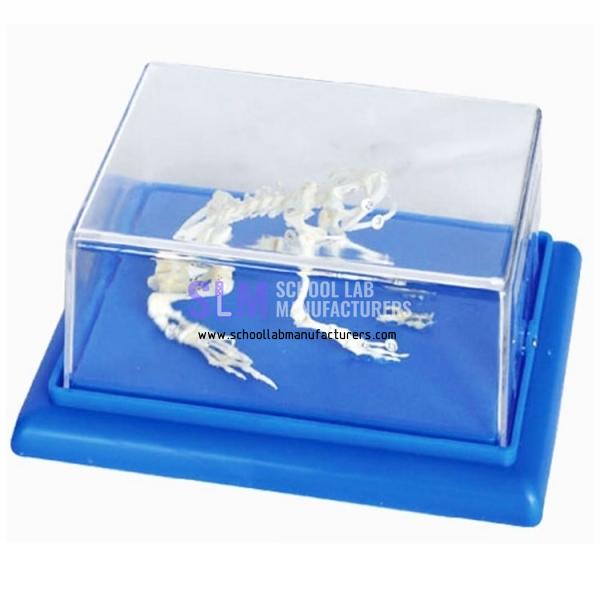 School Lab Frog Skeleton Model