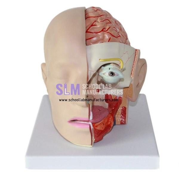 School Lab Head Brain Anatomical Model