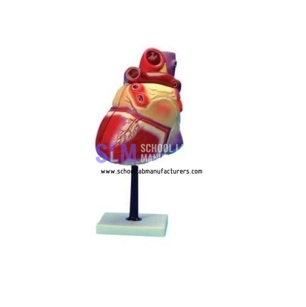 School Lab Heart 3 times Natural size Model