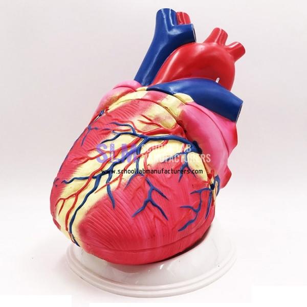 School Lab Heart Anatomy Model