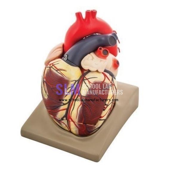 School Lab Heart Extra Large on Base Model
