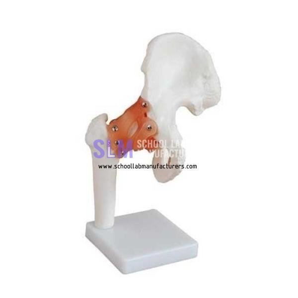 School Lab Hip Joint Model
