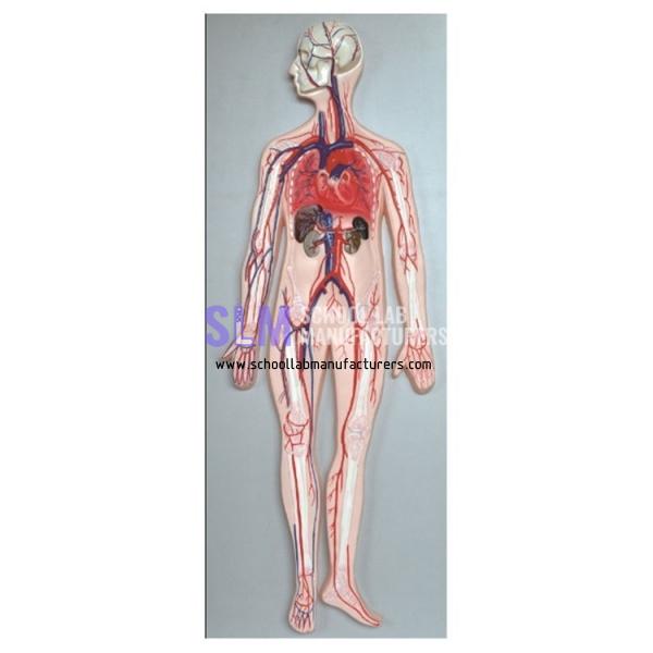 School Lab Human Blood Circulation System Model