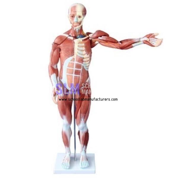 School Lab Human Body Model