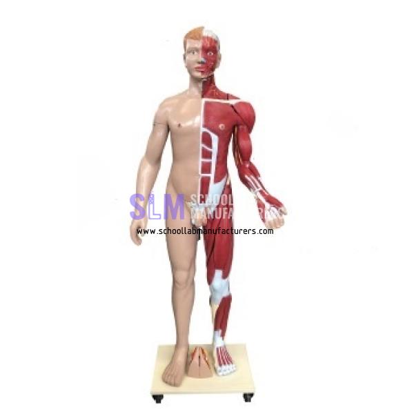 School Lab Human Body Muscle Model