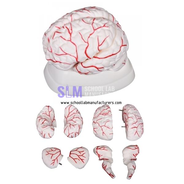 School Lab Human Brain Model, 8-Part