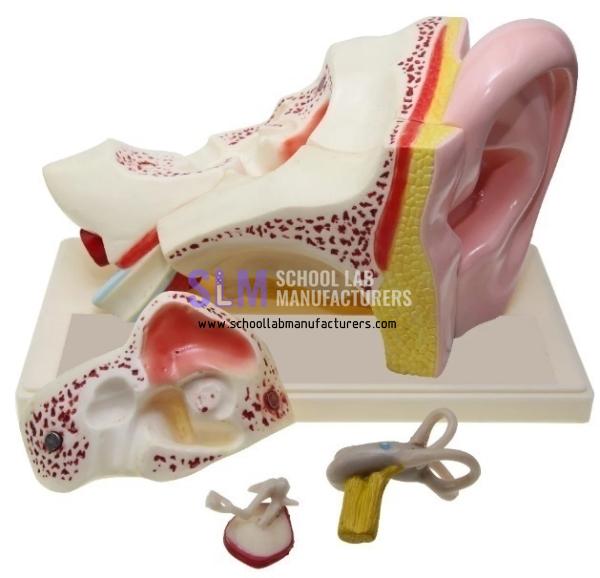 School Lab Human Ear Model