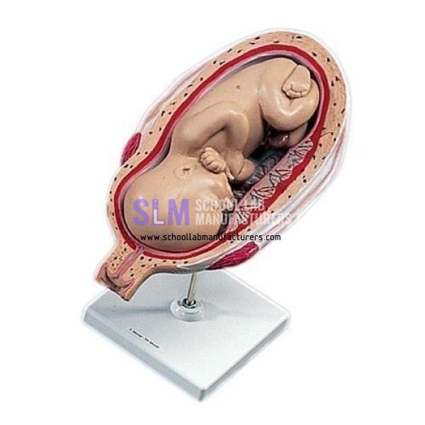 School Lab Human Foetus Model