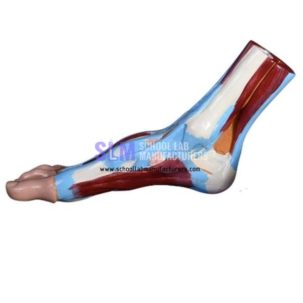 School Lab Human Foot Anatomical Model