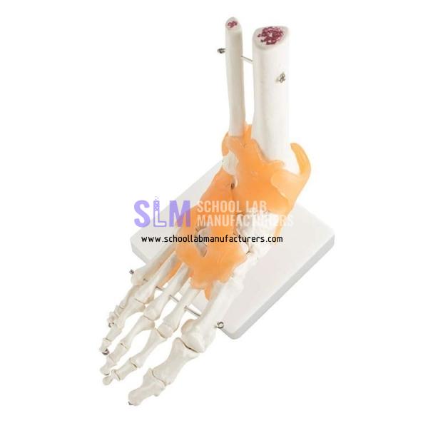 School Lab Human Foot Skeleton Model