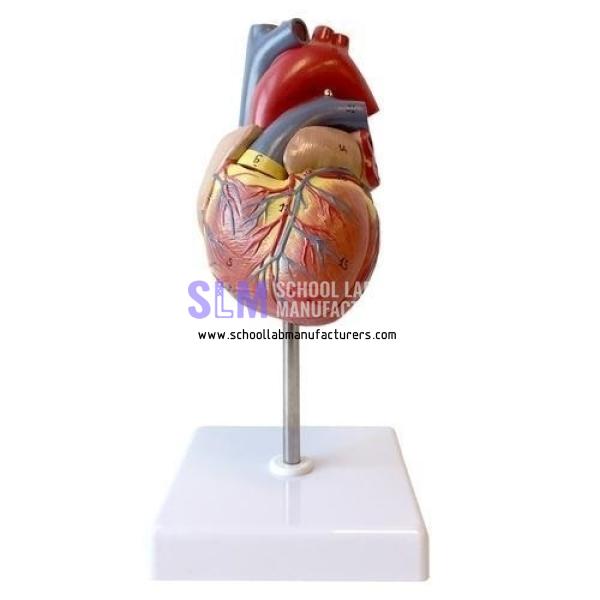 School Lab Human Heart Model