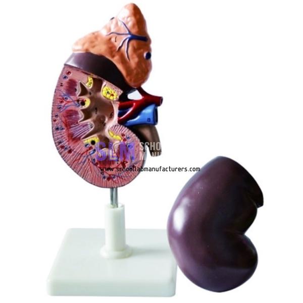 School Lab Human Kidney Model