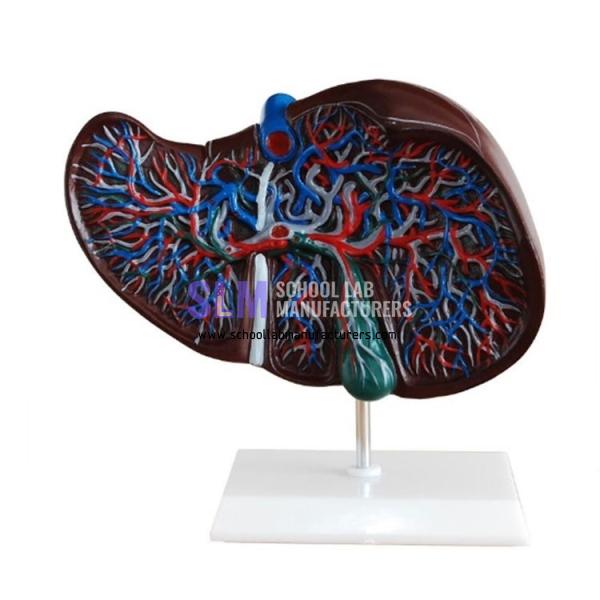 School Lab Human Liver Model