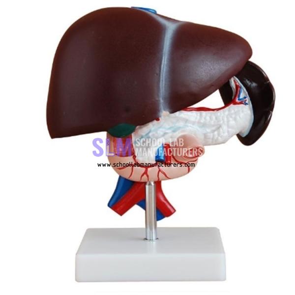 School Lab Human Liver Pancreas and Duodenum Model