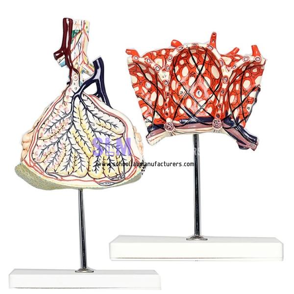 School Lab Human Lobule and Alveolus of Lung Model