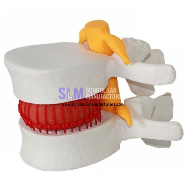 School Lab Human Lumbar Vertebrae