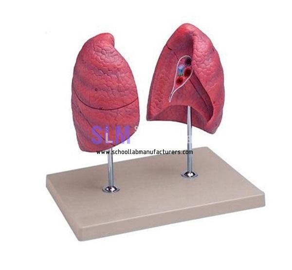 School Lab Human Lung Model