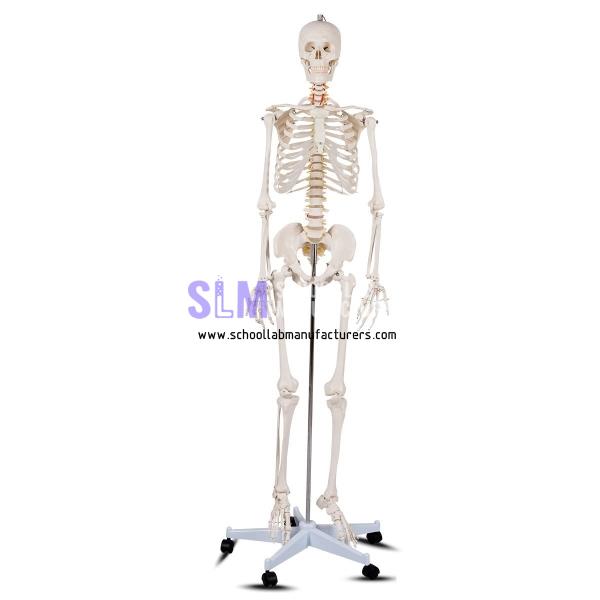 School Lab Human Skeleton Model, Life-Sized