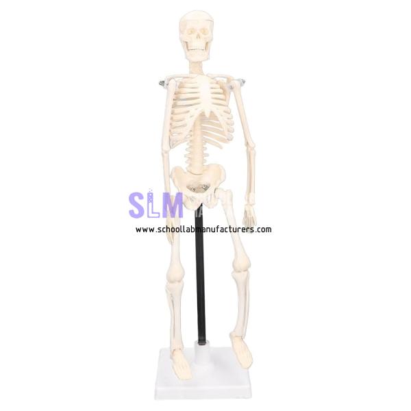School Lab Human Skeleton Model With Fold-Out Guide