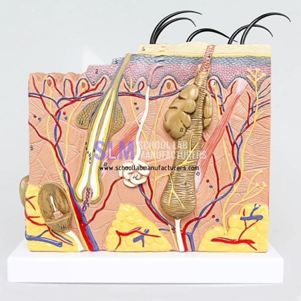 School Lab Human Skin Model