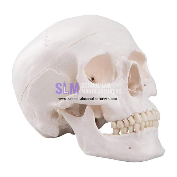 School Lab Human Skull Model
