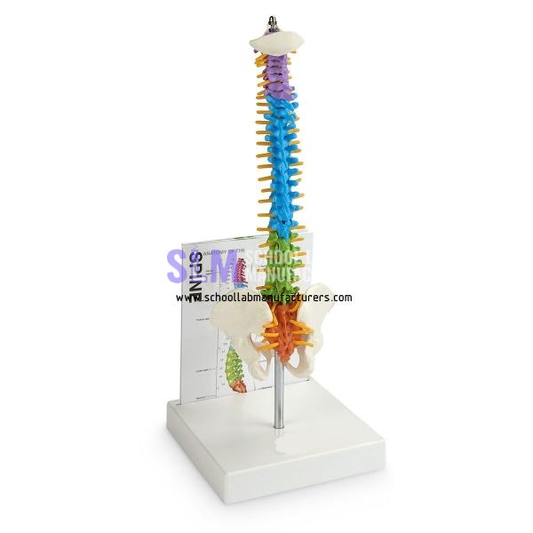 School Lab Human Small Spine Model With Fold-Out Guide