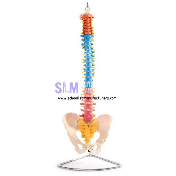 School Lab Human Spine Model