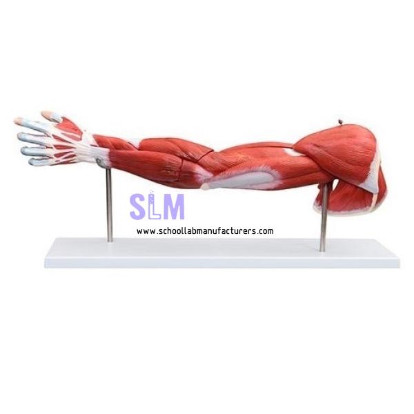 School Lab Human Thigh Muscle Model