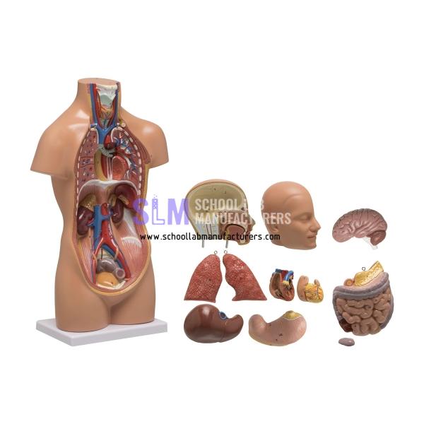 School Lab Human Torso Model 50cm 12 Parts
