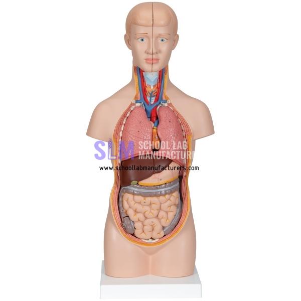 School Lab Mini Human Torso Model