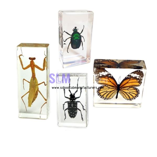 School Lab Insects Set Specimen