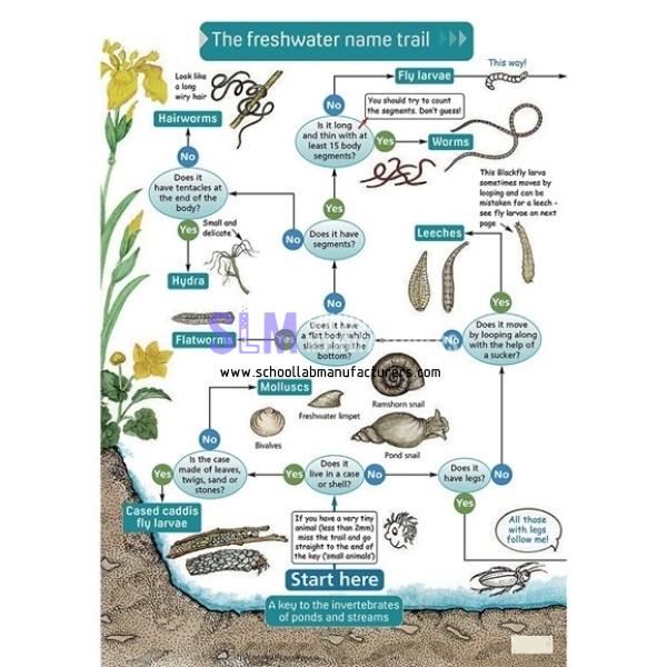 School Lab Key to Identifying Water Invertebrates